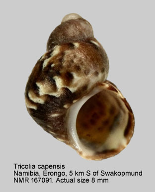 Tricolia capensis (4).jpg - Tricolia capensis (Dunker,1846)